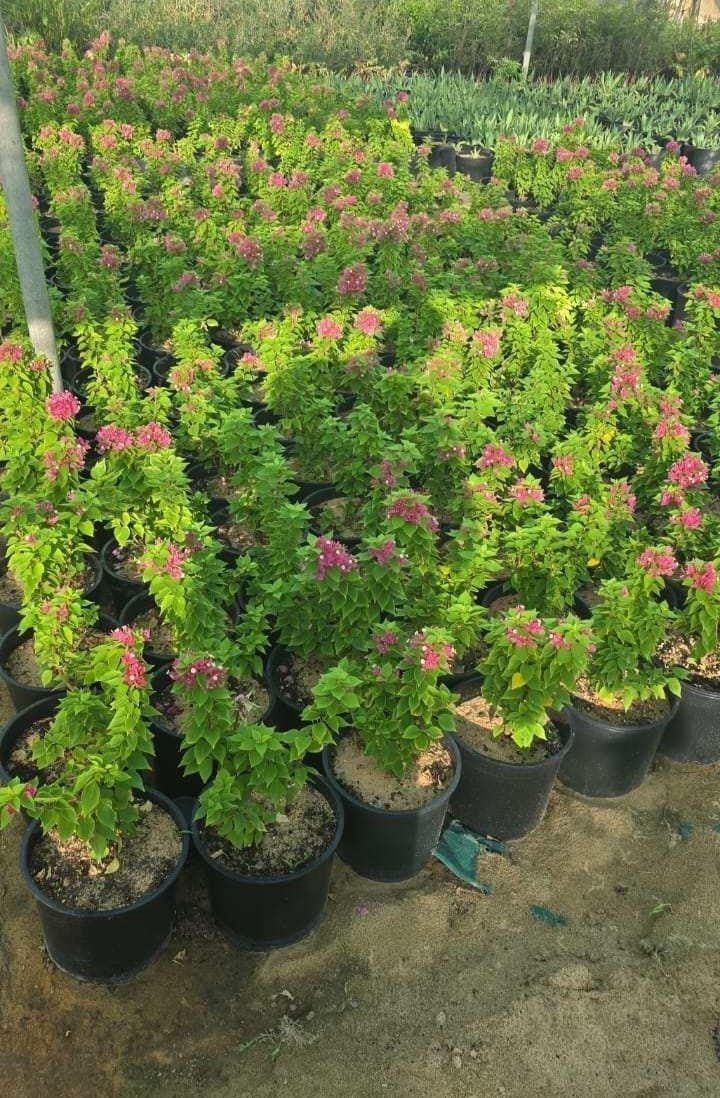 عمل تنسيق حدائق